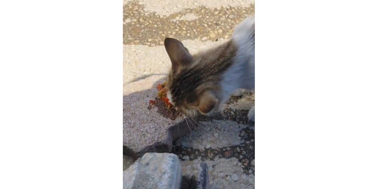 Elazığ’da kedinin menemen ziyafeti
