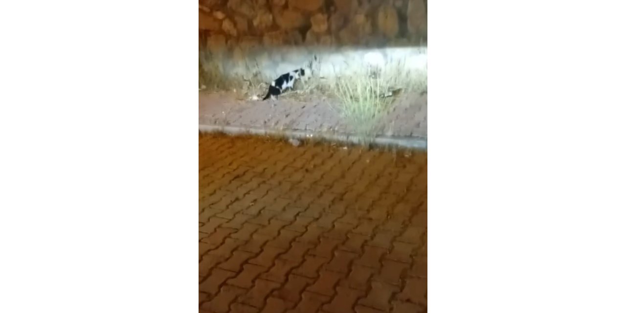 Elazığ’da kedi ile yılanın mücadelesi kamerada