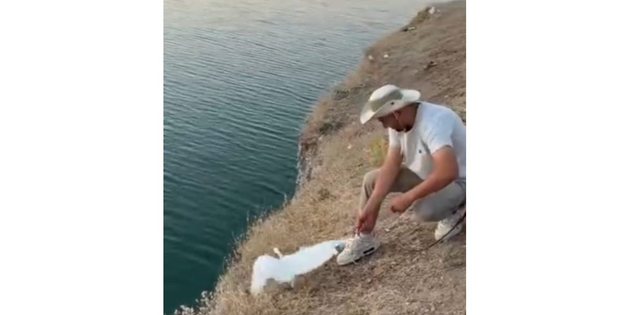 Malatya’da oltaya balık yerine martı takıldı