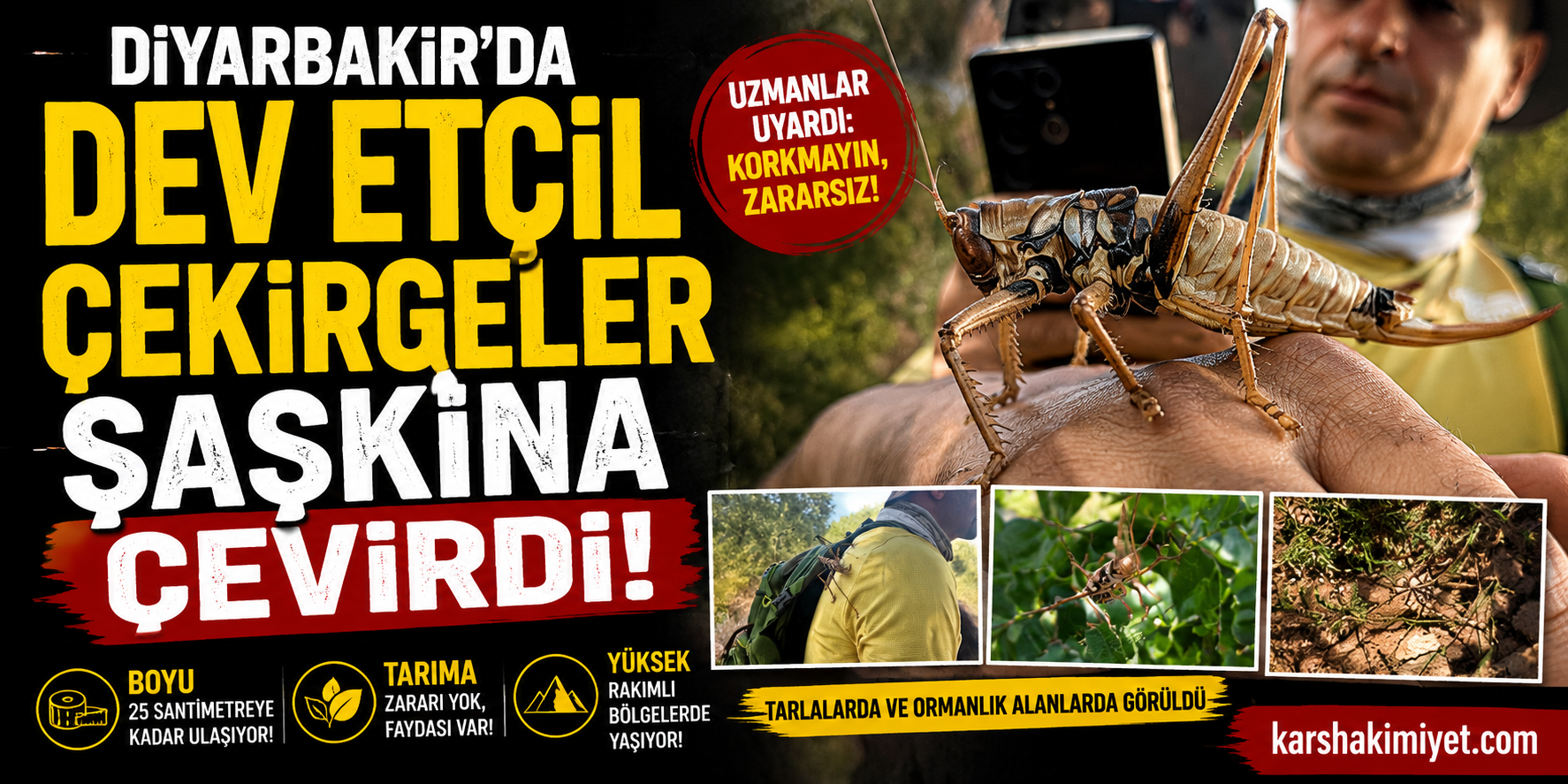 Dev Etçil Çekirgeler Şaşkına Çevirdi!