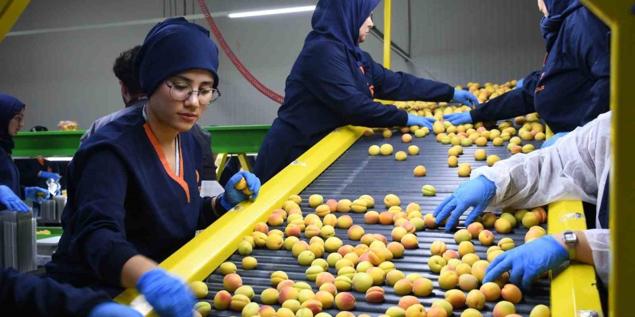 Malatya’da yaş kayısı hasadı ve ihracatı sürüyor