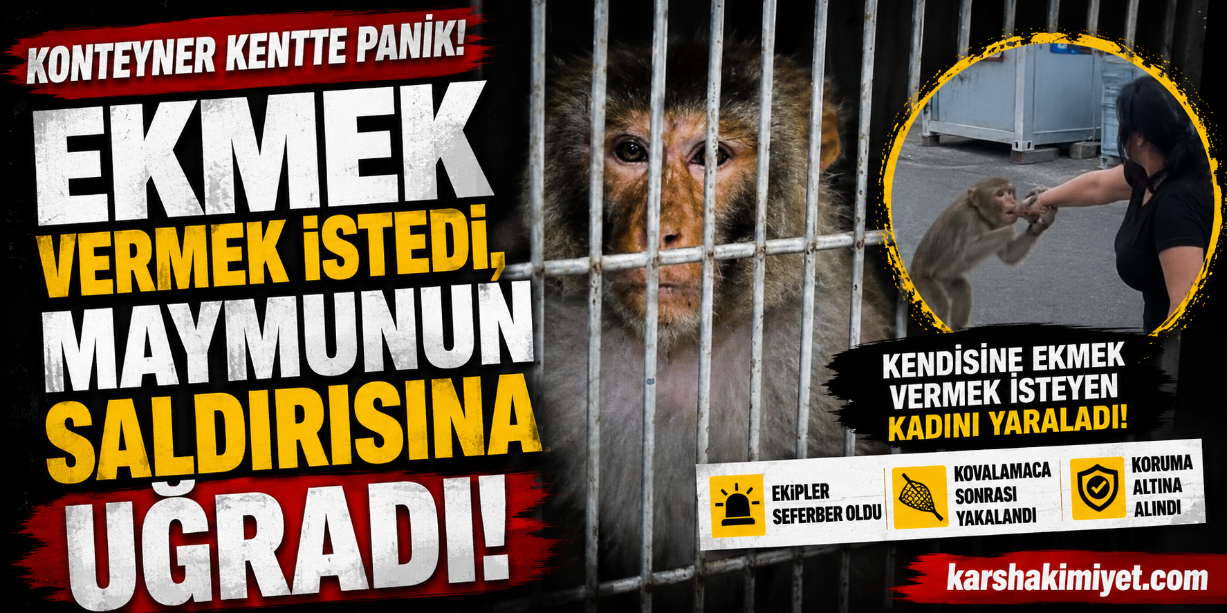 Ekmek Vermek İstedi, Maymunun Saldırısına Uğradı
