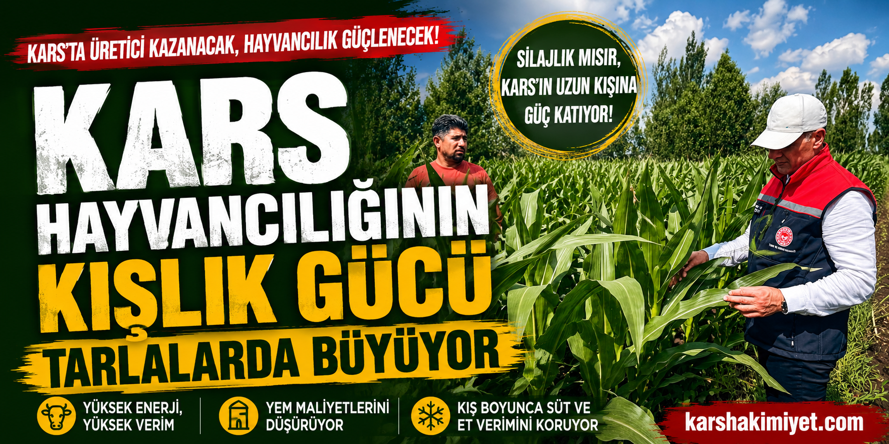 Kars Hayvancılığının Kışlık Gücü Tarlalarda Büyüyor