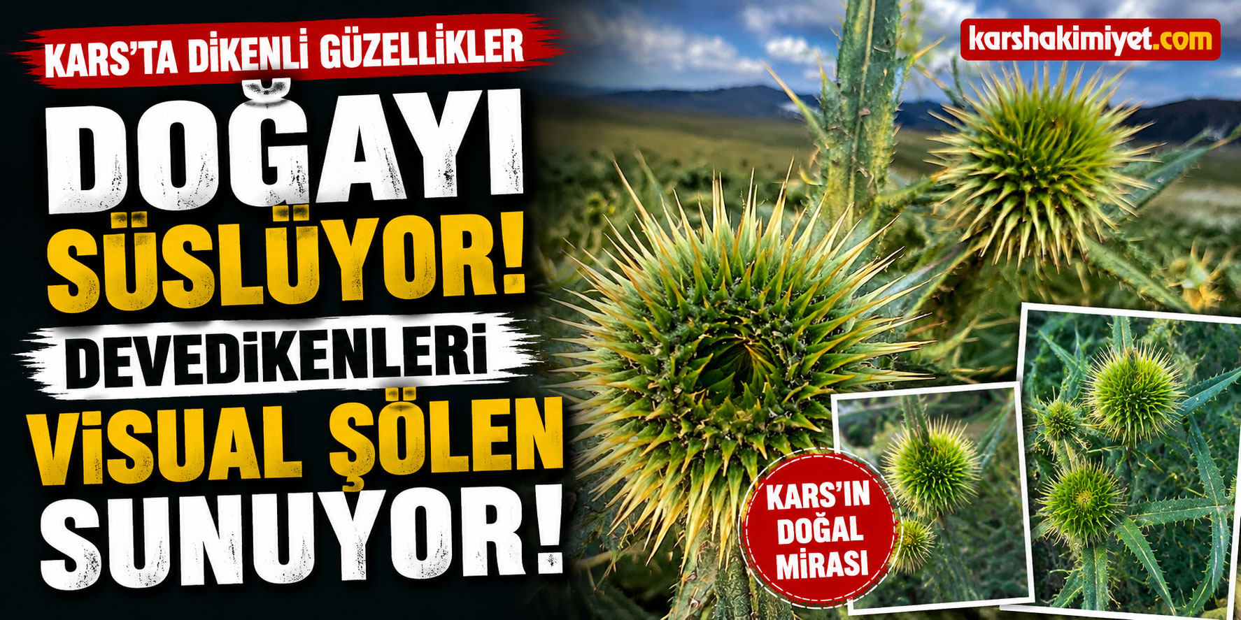 Kars’ta Dikenli Güzellikler Doğayı Süslüyor: Devedikenleri Vısual Şölen Sunuyor