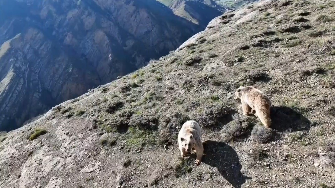 Erzincan’da ayı saldırısında yaralanan kişi ameliyata alındı