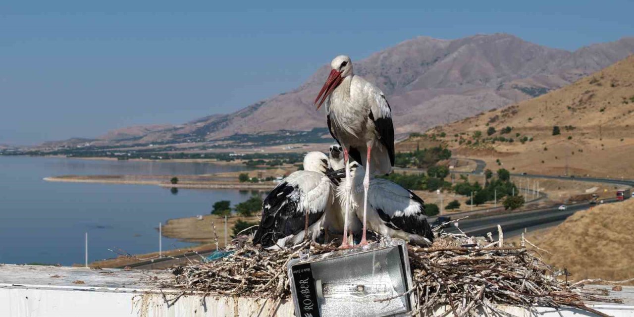 Anadolu’da leyleklerin göç hazırlığı