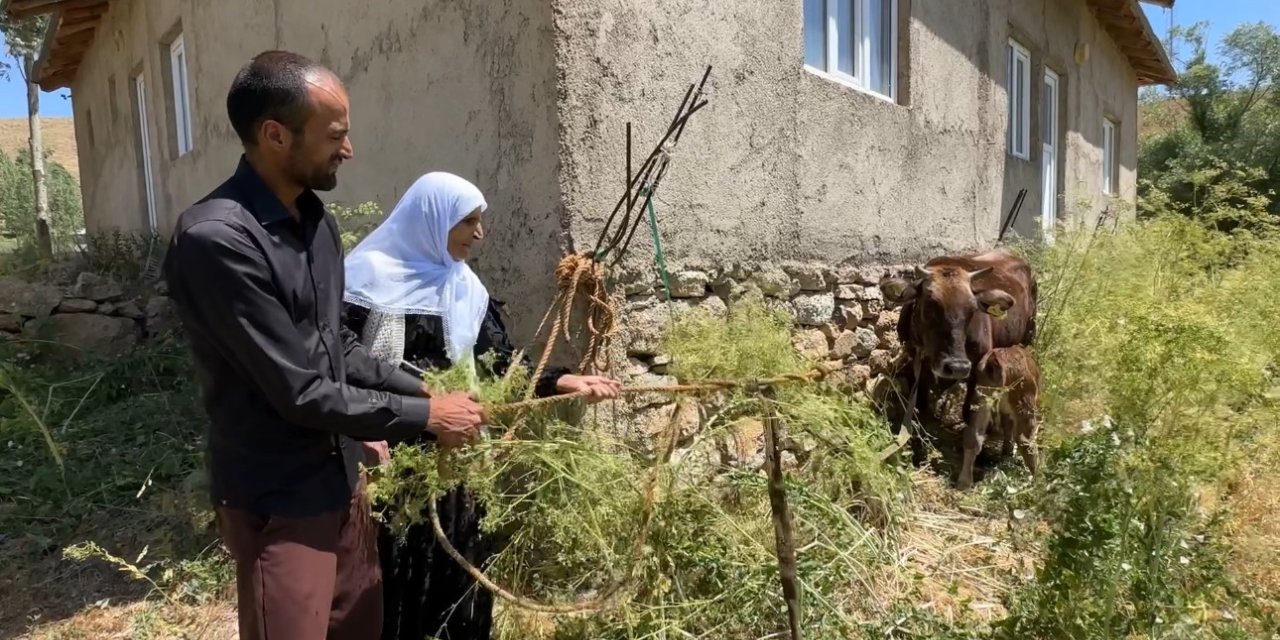 Bir ineği telef oldu, 7 inek, 5 buzağı sahibi oldu
