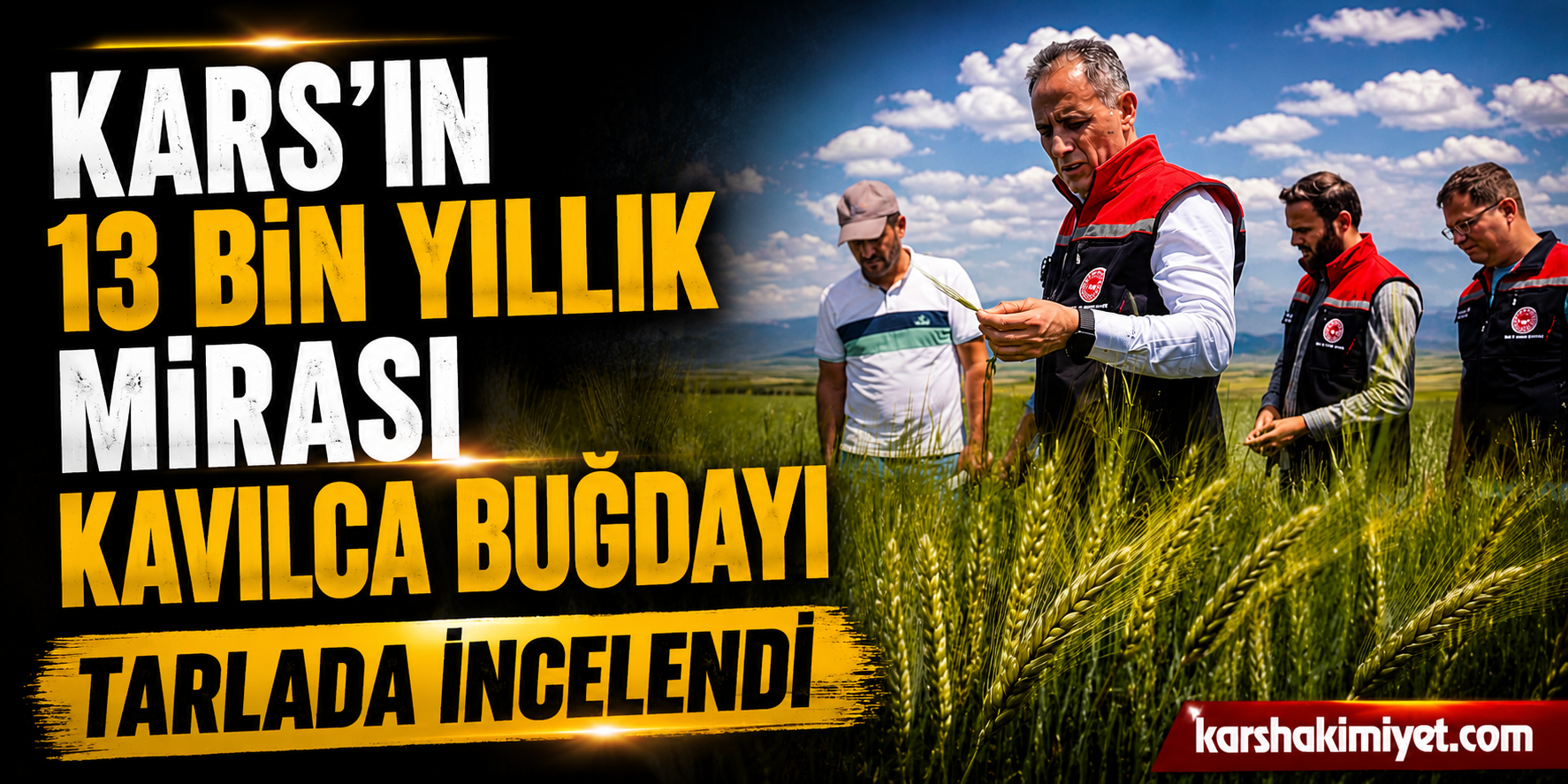 Kars'ın 13 Bin Yıllık Mirası Kavılca Buğdayı Tarlada İncelendi