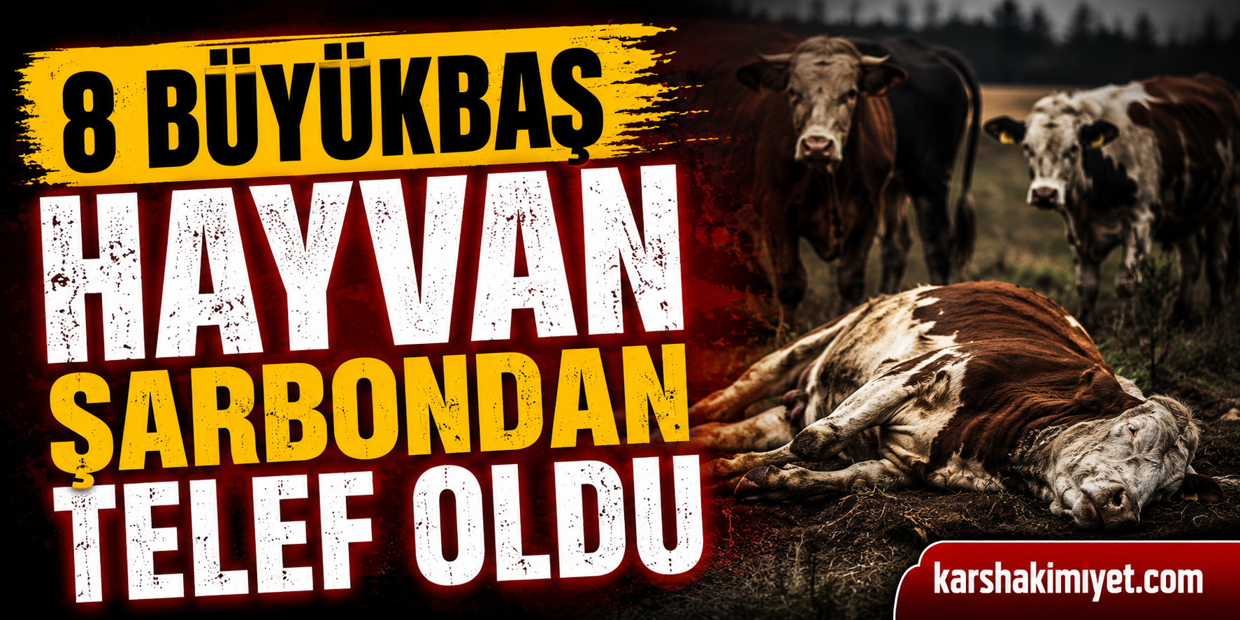 8 Büyükbaş Hayvan Şarbondan Telef Oldu