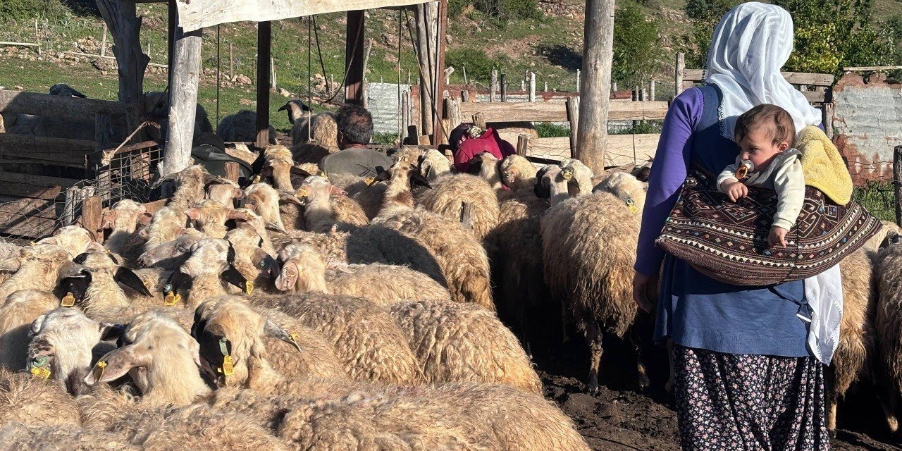 Erzincan Tulum Peyniri yaylalarda geleneksel yöntemlerle üretiliyor