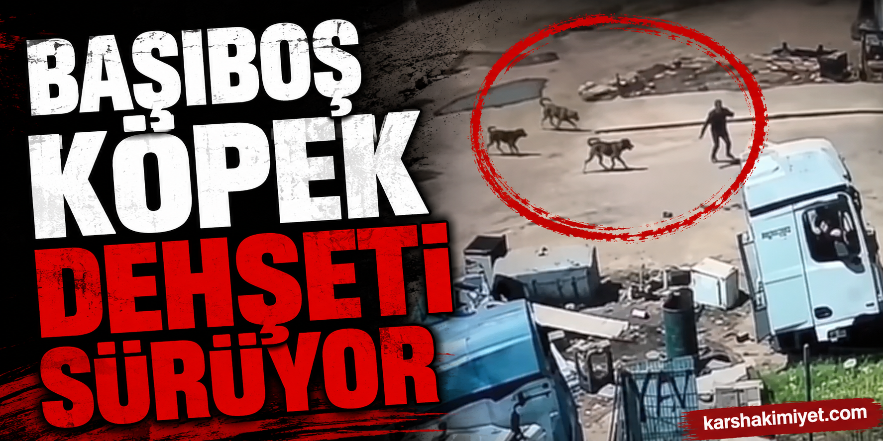 Başıboş Köpek Dehşeti Sürüyor
