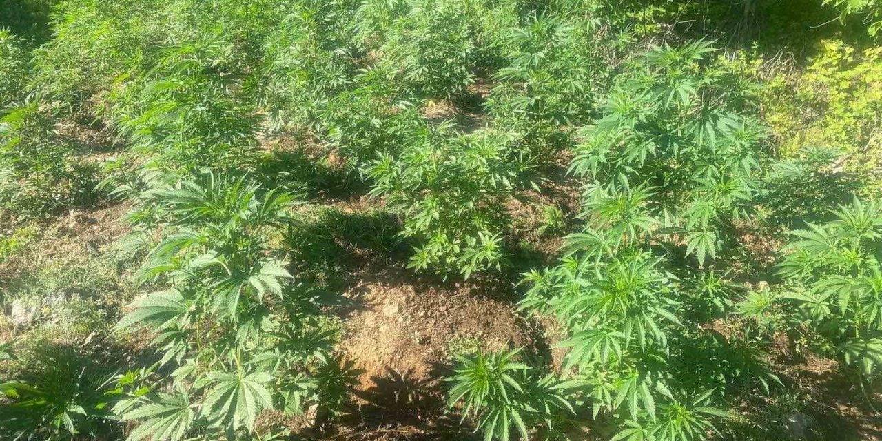 Bingöl’de 42 bin kök kenevir bitkisi ele geçirildi