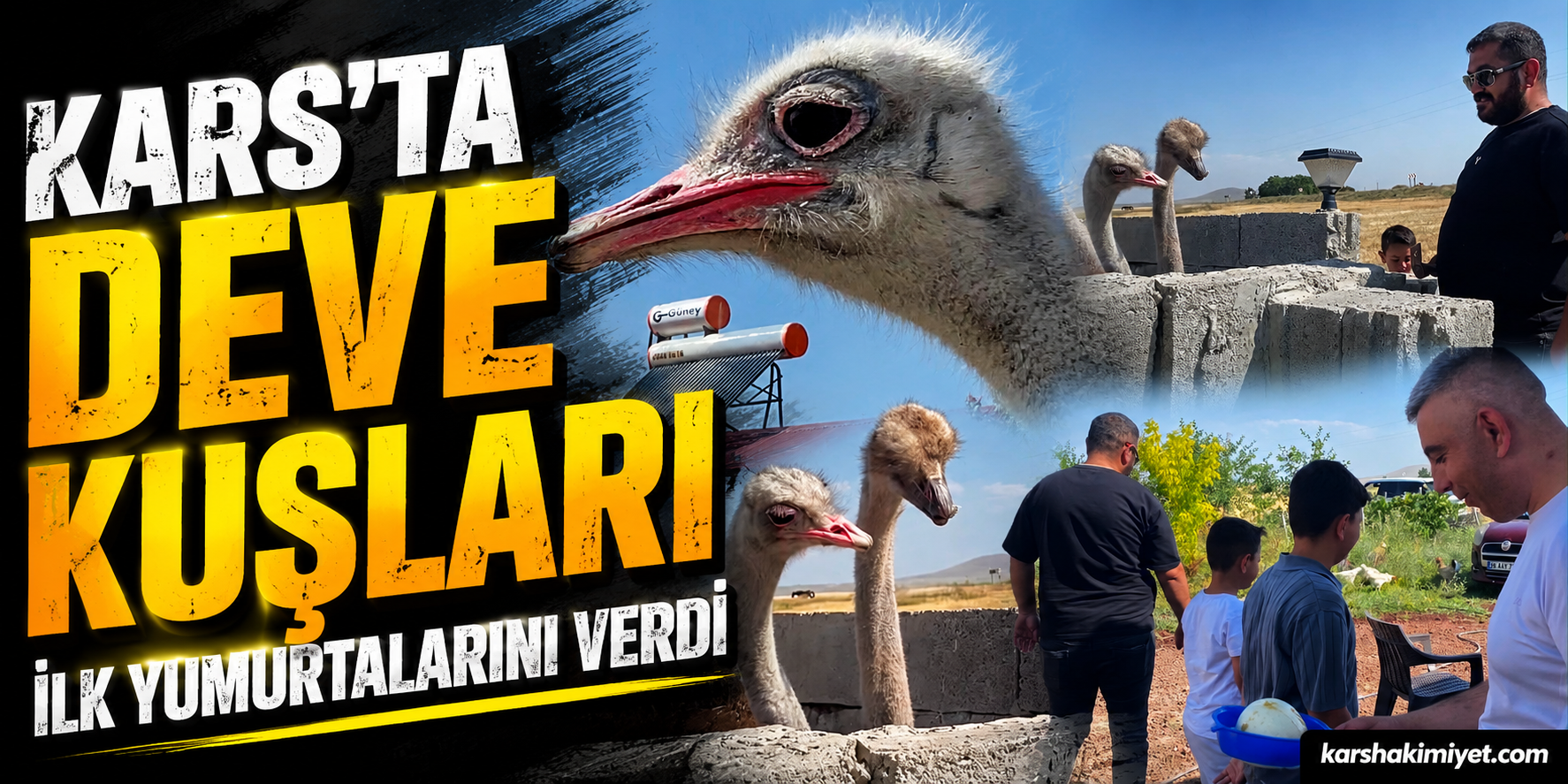 Kars’ta deve kuşları ilk yumurtalarını verdi
