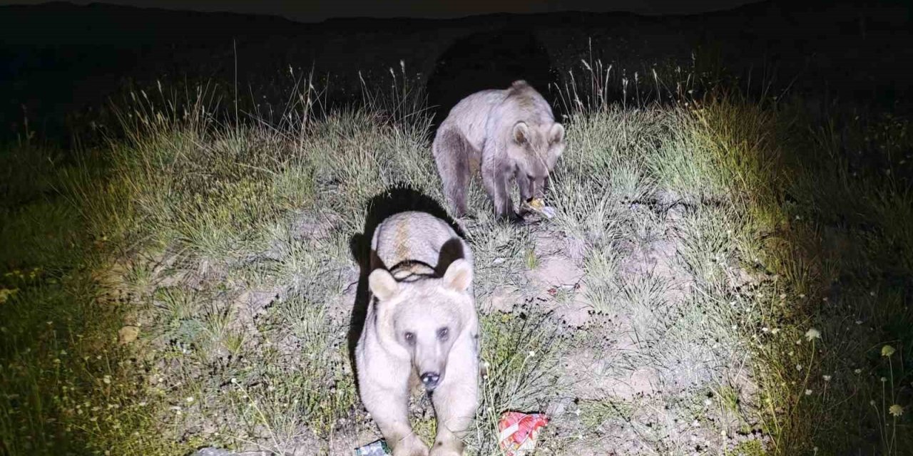Nemrut Kalderası’nın simgesi ayılar yeniden ortaya çıktı