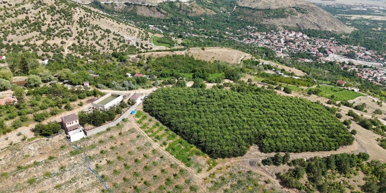 Erzincan’ın yüksek rakımlı kiraz bahçesinde hasat mesaisi