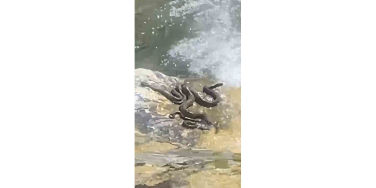 Sıcaktan bunalan yılanlar su kenarında serinledi