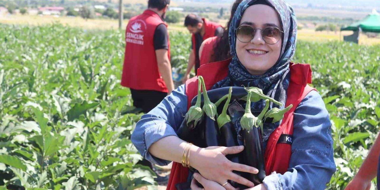 Gençlik merkezi gönüllüleri patlıcan hasadına katıldı