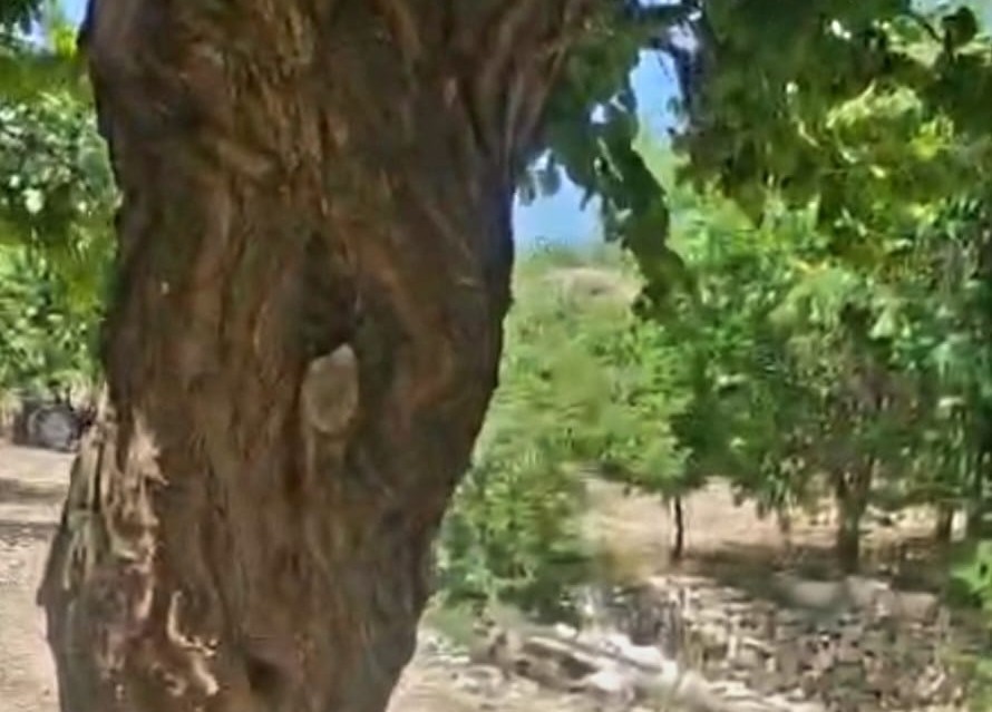 Kayısı ağacındaki oyuk, bal arılarına yuva oldu