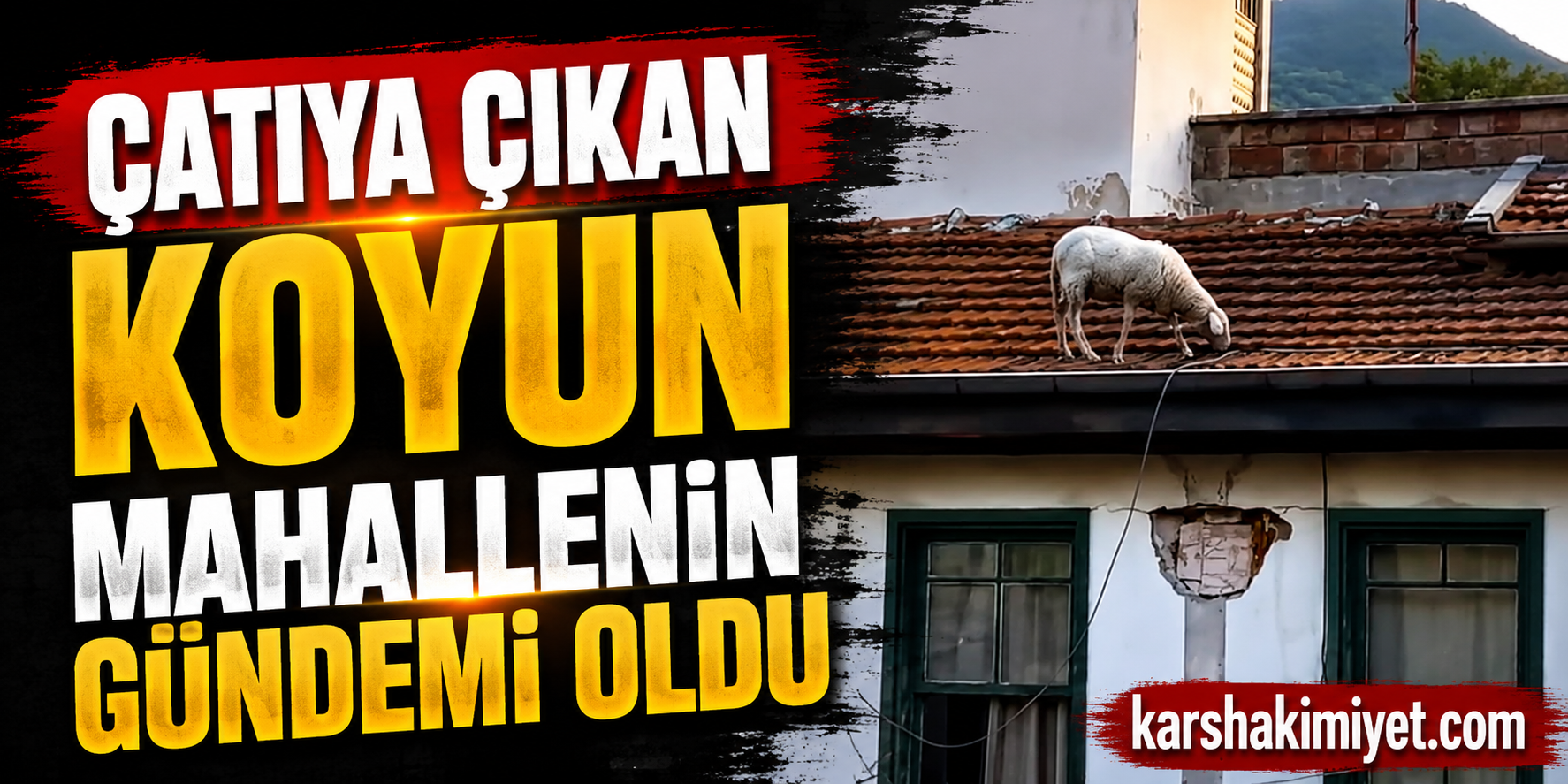 Çatıya Çıkan Koyun Mahallenin Gündemi Oldu