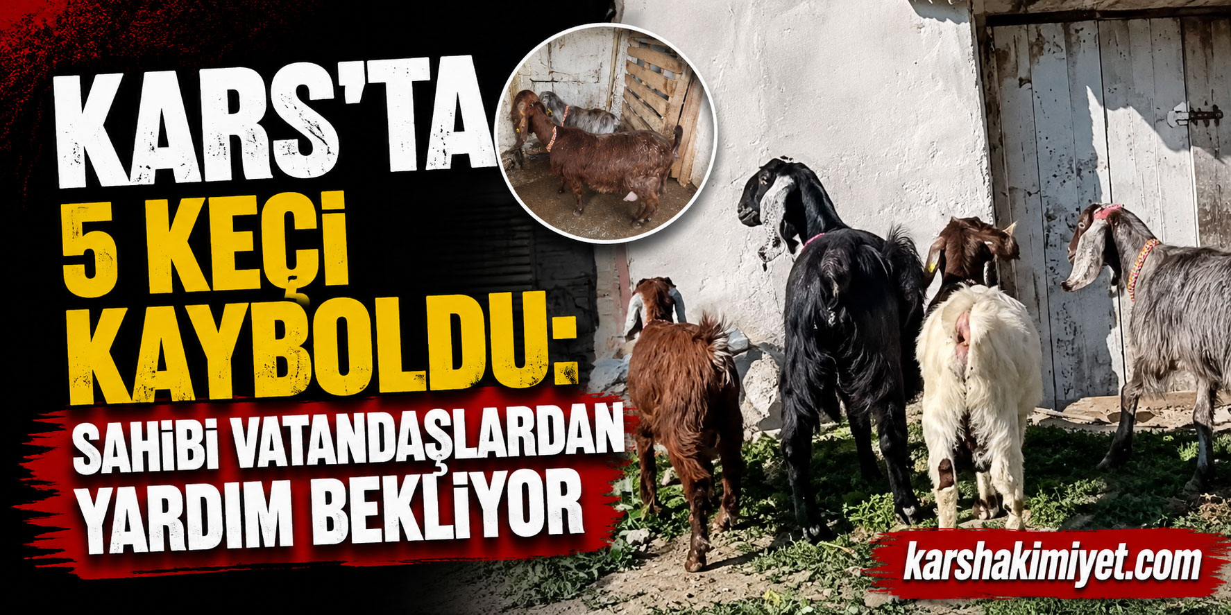 Kars’ta 5 Keçi Kayboldu: Sahibi Vatandaşlardan Yardım Bekliyor