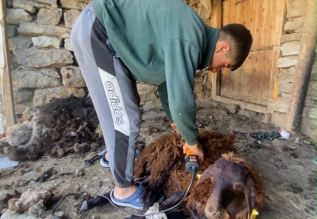 Kavurucu sıcaklar küçükbaş hayvanlarda kırkım mesaisini başlattı