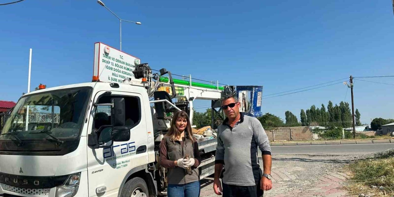 Iğdır’da doğada halsiz bulunan kerkenez koruma altına alındı