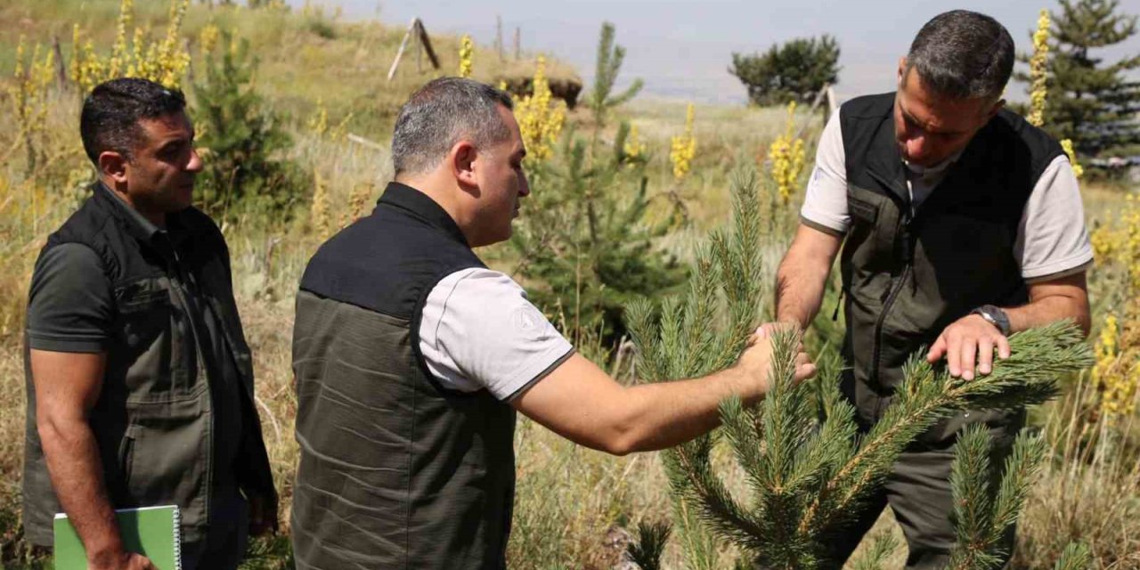 Palandöken ve Konaklı’daki ağaçlandırma sahaları incelendi