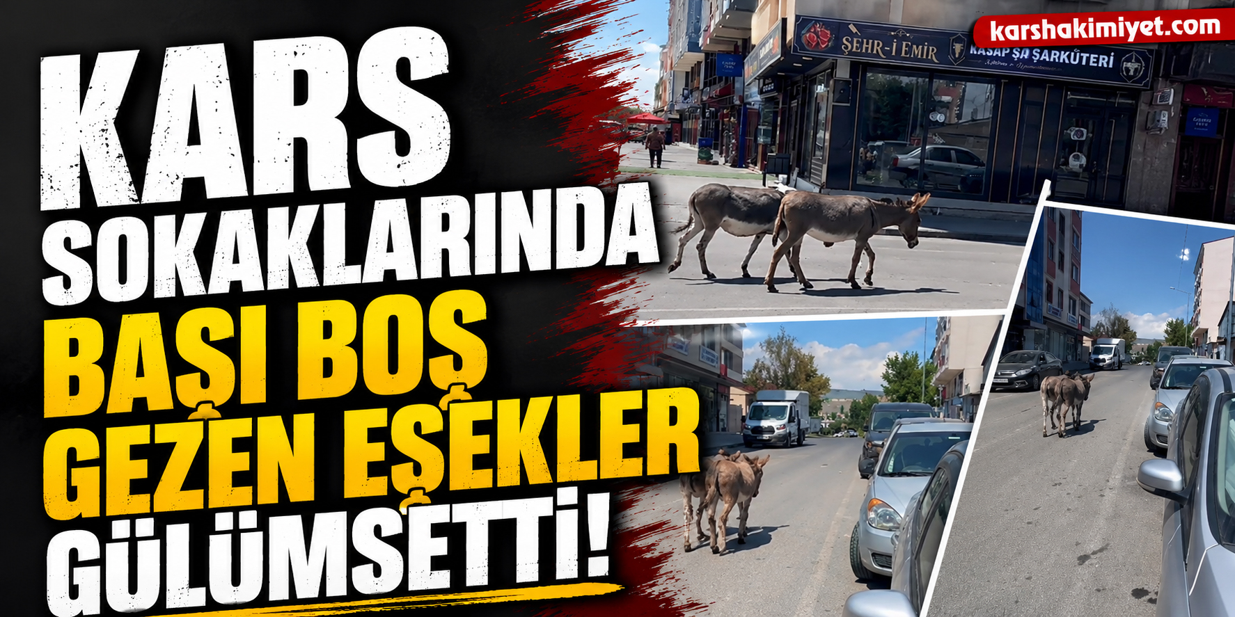 Kars Sokaklarında Başıboş Gezen Eşekler Gülümsetti