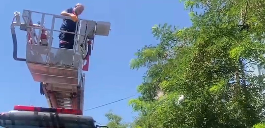 Ayağına dolanan ip kargayı mahsur bıraktı, itfaiye kurtardı