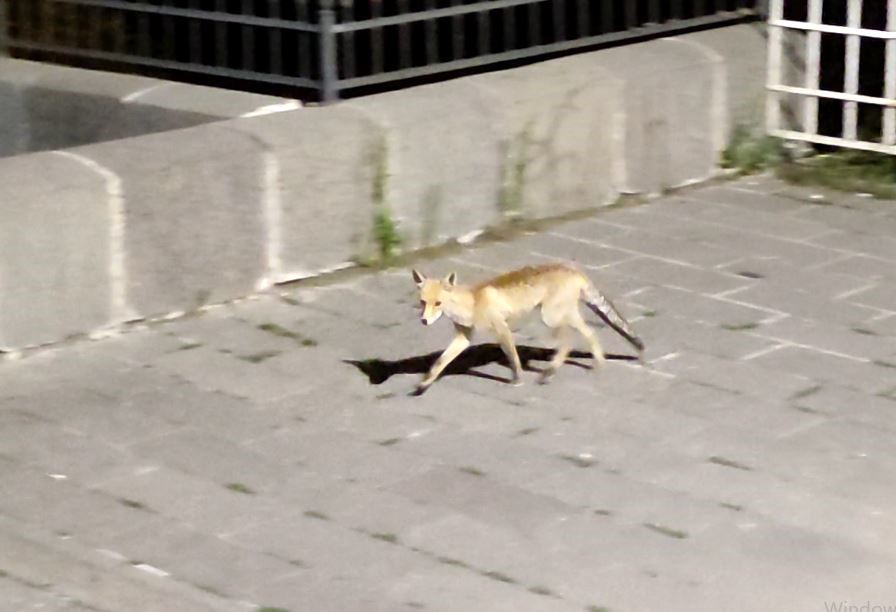 Şehre inen tilki böyle görüntülendi
