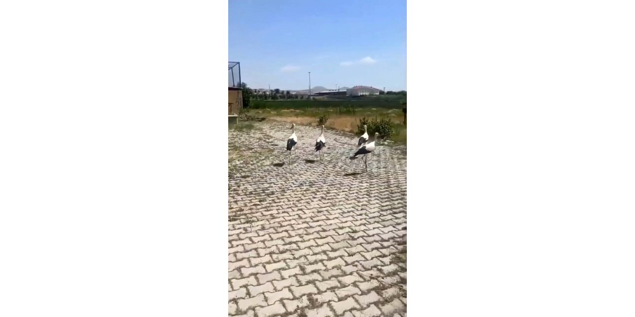 Tedavisi yapılan leylekler doğaya bırakıldı