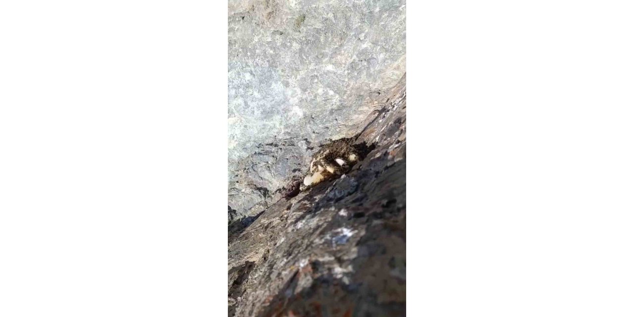 Elazığ’da sarp kayalıklarda oluşan doğal kaya balı bulundu