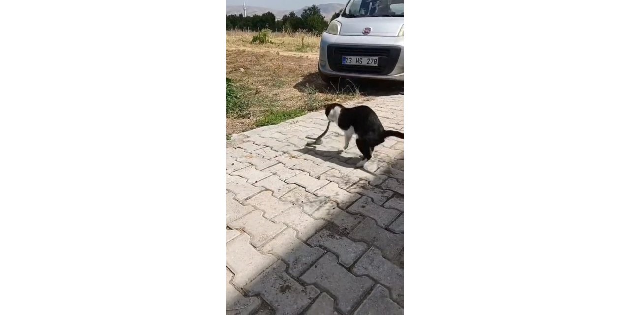 Elazığ’da kediyle yılanın kavgası kameraya yansıdı
