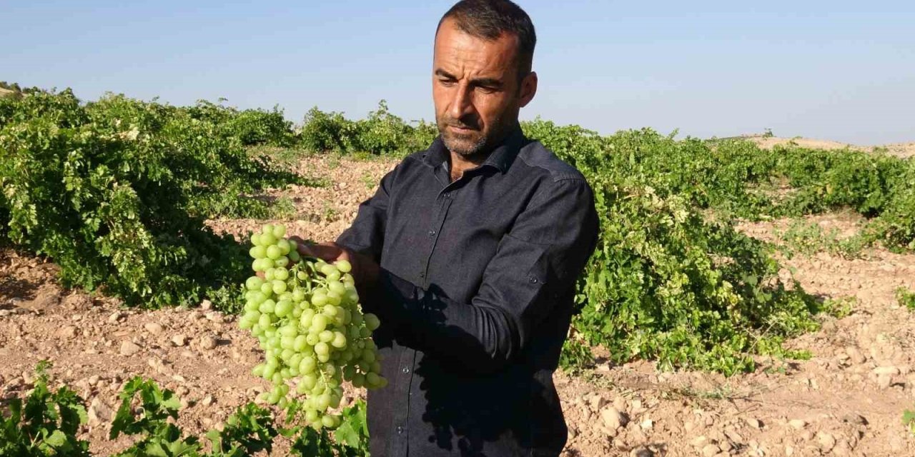 Anadolu’nun Unutulan Lezzeti "tahannebi" üzümü Malatya’da yeniden ekonomiye kazandırılıyor