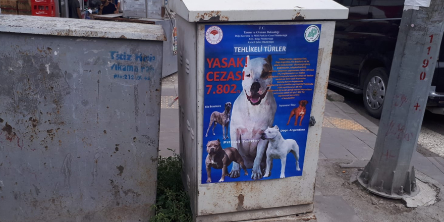 Pitbull bulundurmak ve sokaklarda gezdirmek artık yasak 