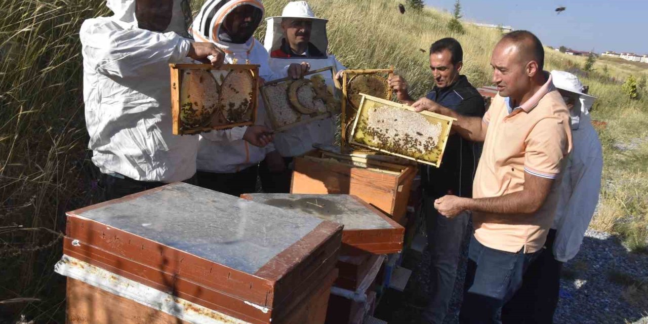 Üniversitenin arı işletmesinde bal hasadı başladı