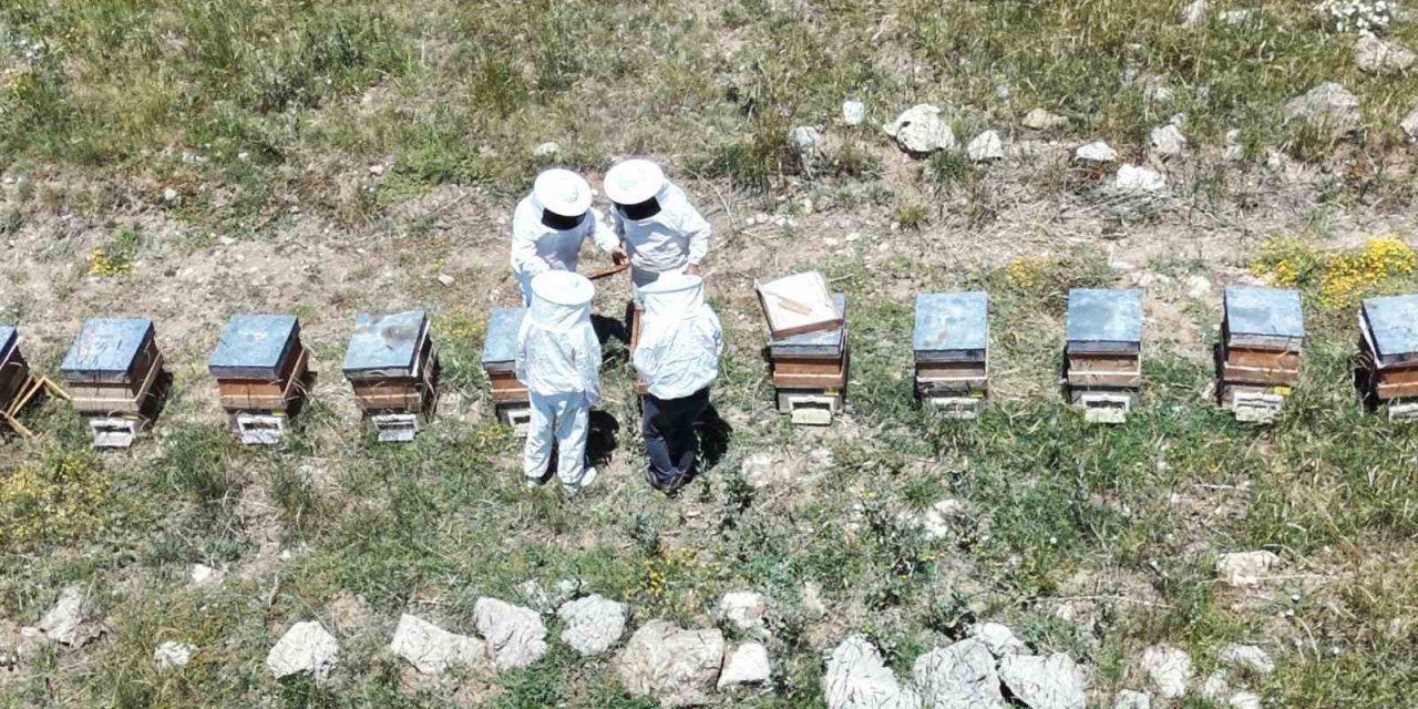 Erzincan’da kovanlar bal doldu, arıcılar hasadı bekliyor