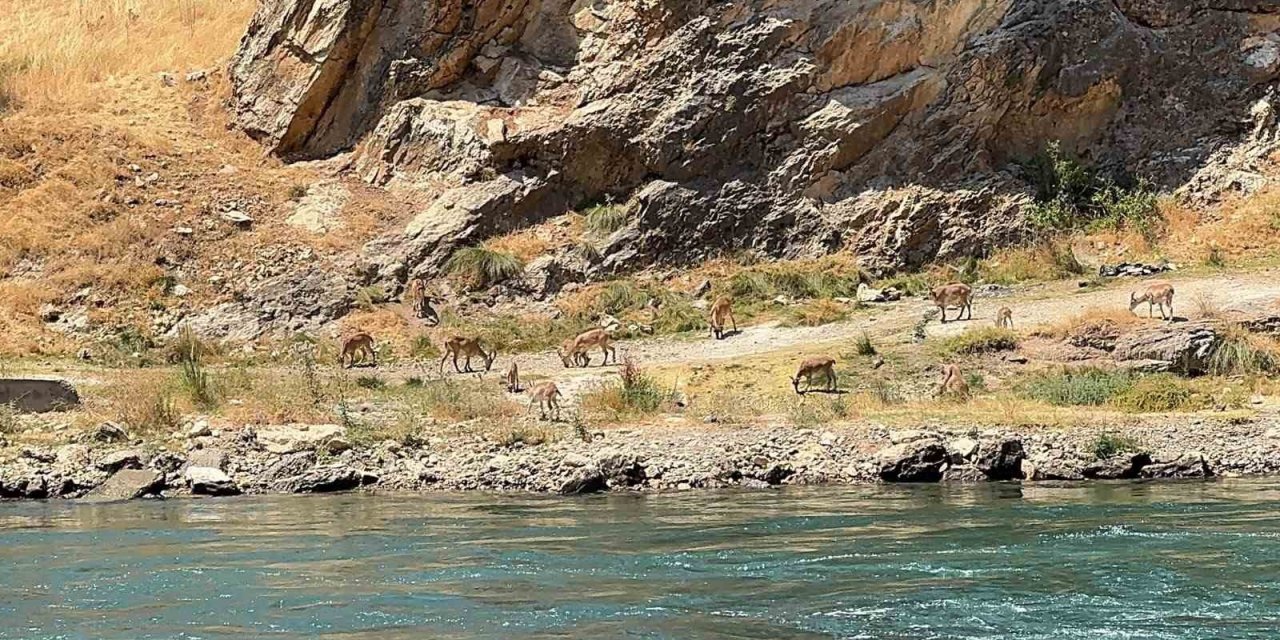 Elazığ’da dağ keçileri sürü halinde görüntülendi