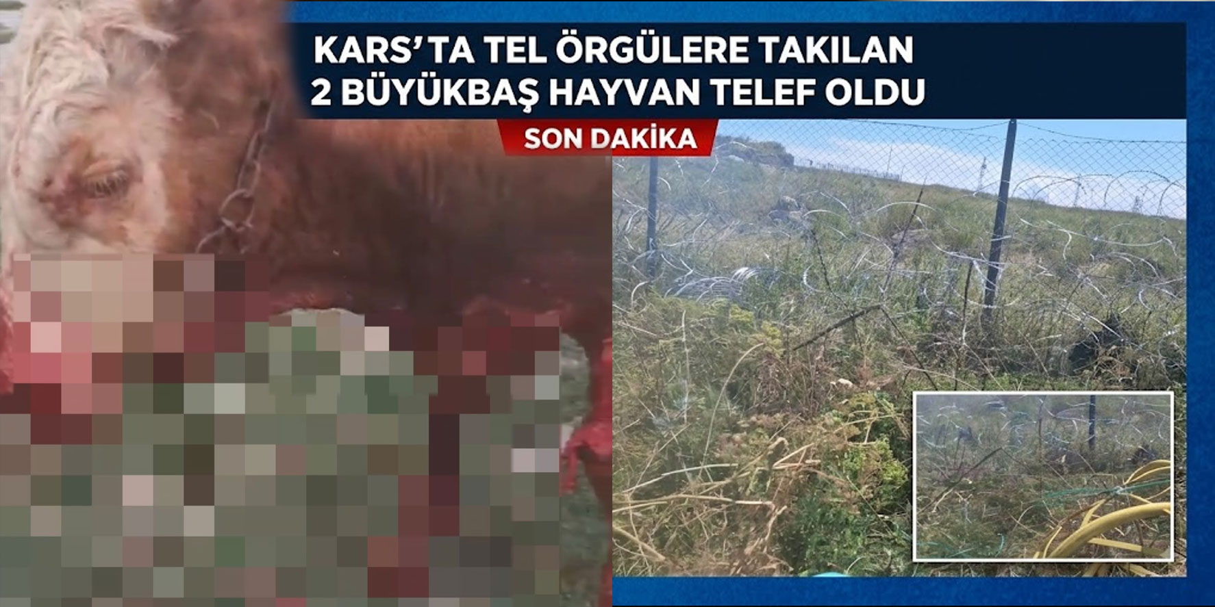 Kars’ta Tel Örgülere Takılan 2 Büyükbaş Hayvan Telef Oldu