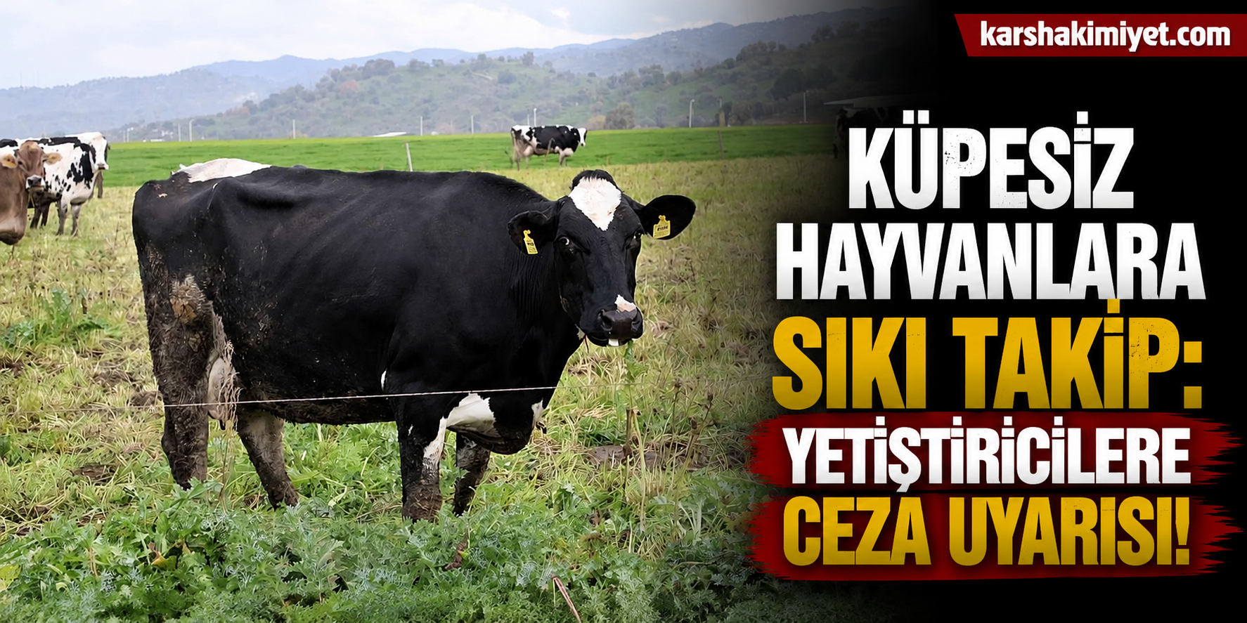 Küpesiz Hayvanlara Sıkı Takip: Yetiştiricilere Ceza Uyarısı