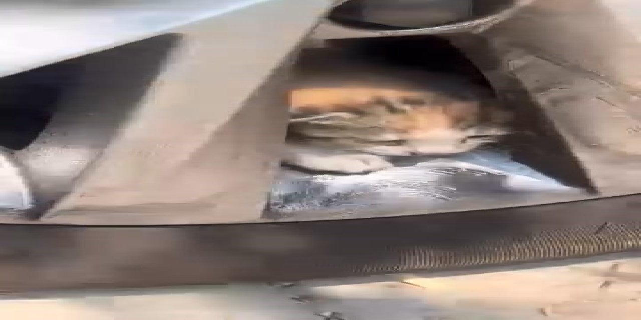 Aracın teker kısmına sıkışan kediler kurtarıldı