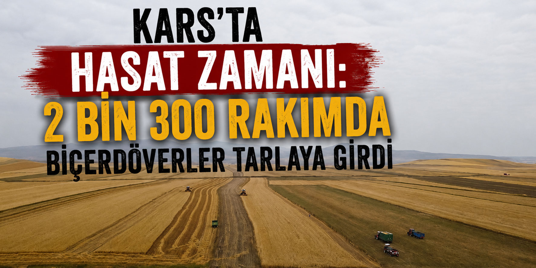 Kars’ta Hasat Zamanı: 2 Bin 300 Rakımda Biçerdöverler Tarlaya Girdi