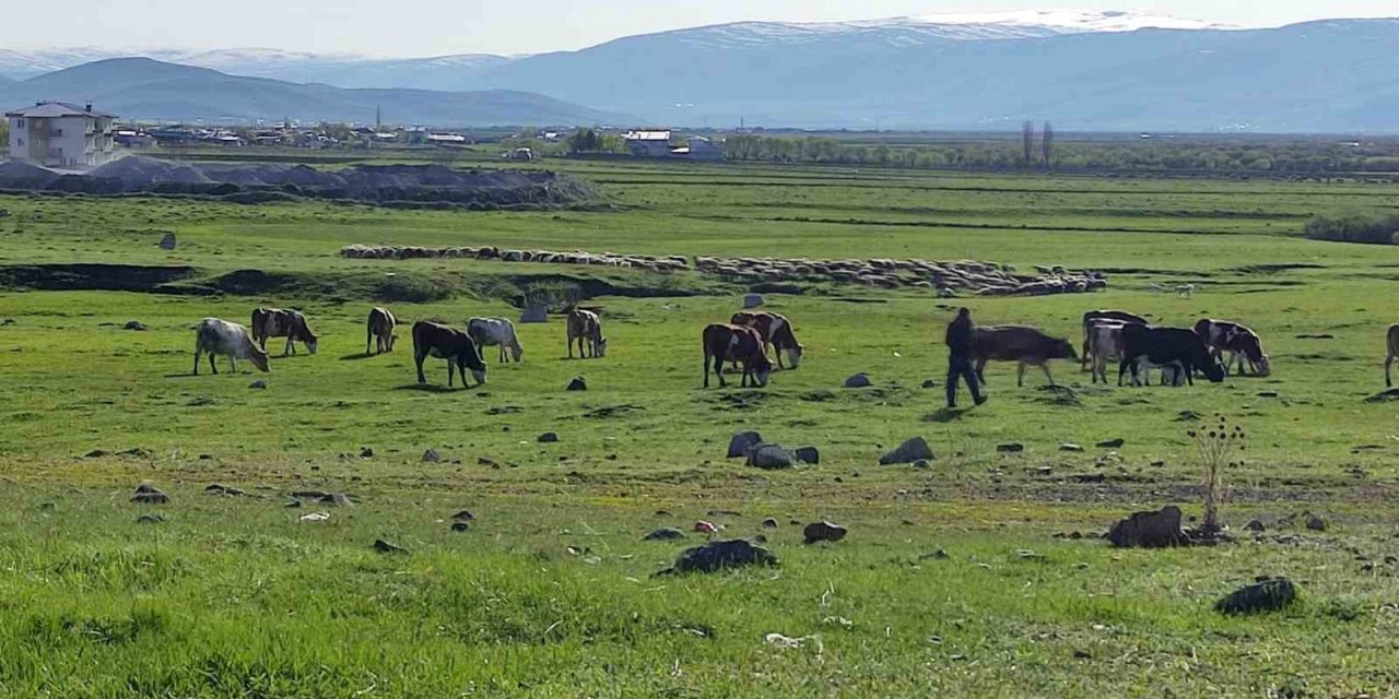 Ardahan’da Kuduz alarmı: Bölge karantinaya alındı