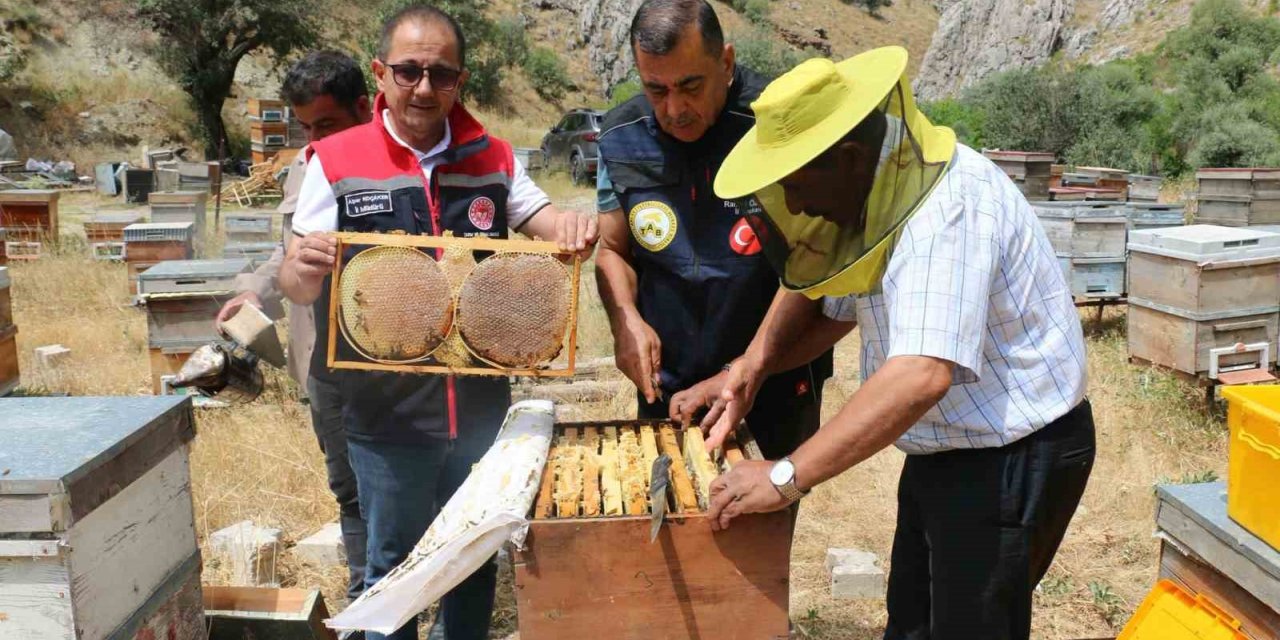 Erzincan’da bal hasadı başladı: Bin 500 ton rekolte bekleniyor