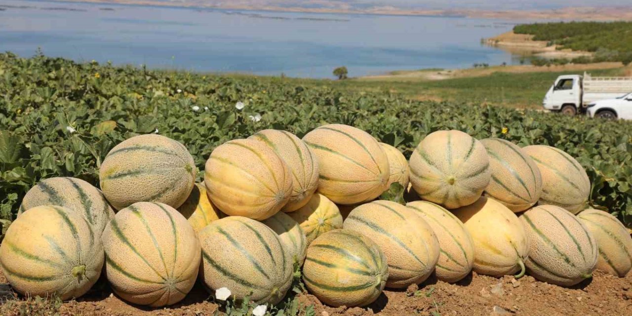 Elazığ’da yaklaşık 20 ton kavun hasadı bekleniyor