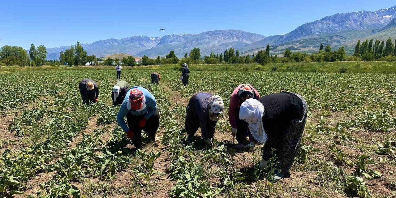Sıcakta alın teriyle pancar çapalıyorlar