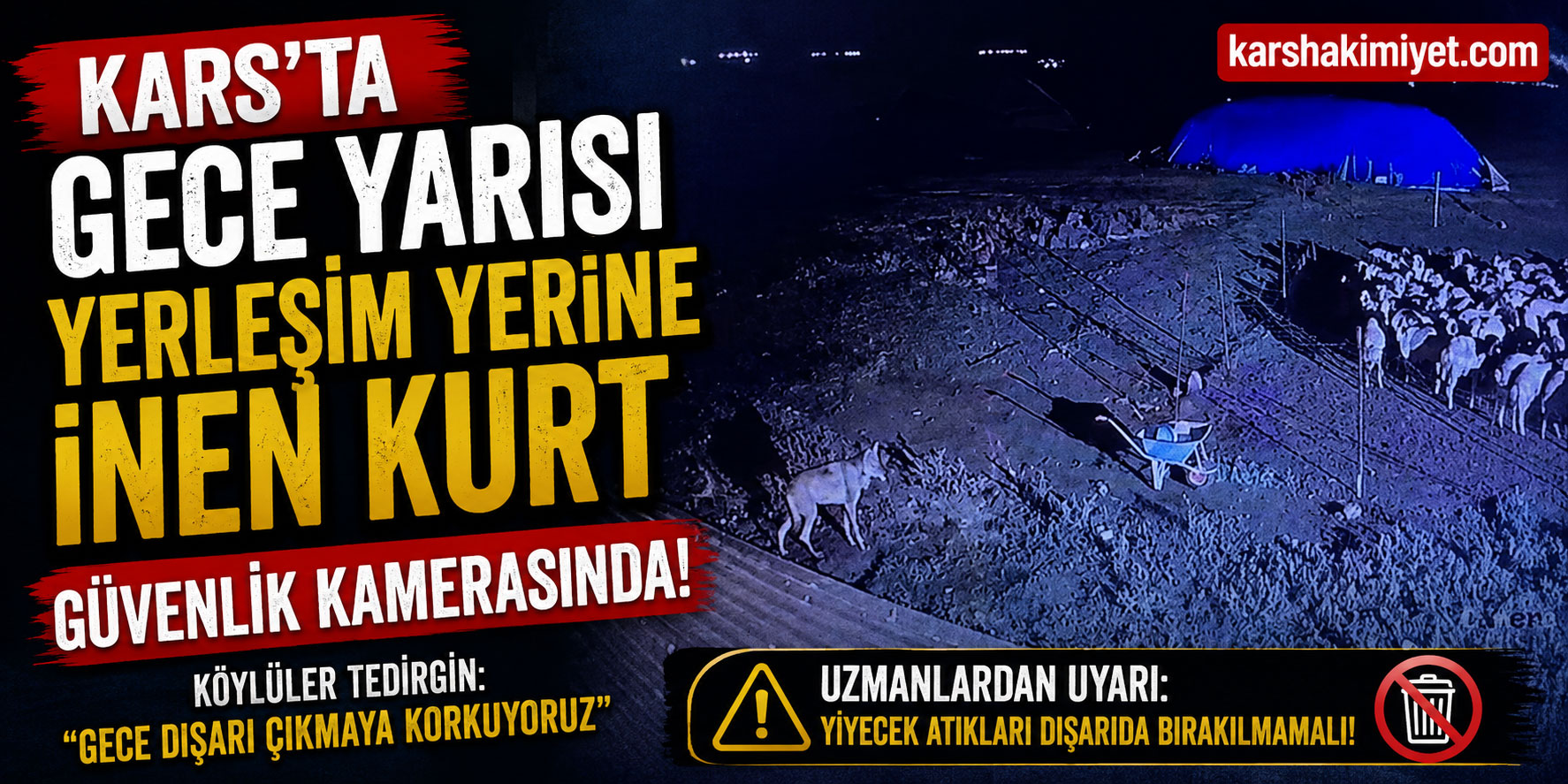 Kars’ta gece yarısı yerleşim yerine inen kurt güvenlik kamerasında