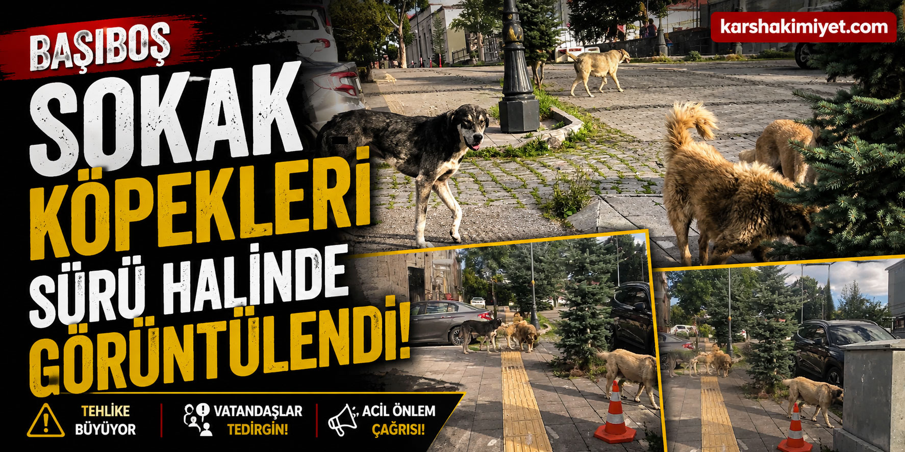 Başıboş Sokak Köpekleri Sürü Halinde Görüntülendi