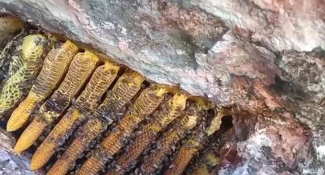 Bingöl’de kayalıklar arasında kilolarca bal çıkartıldı