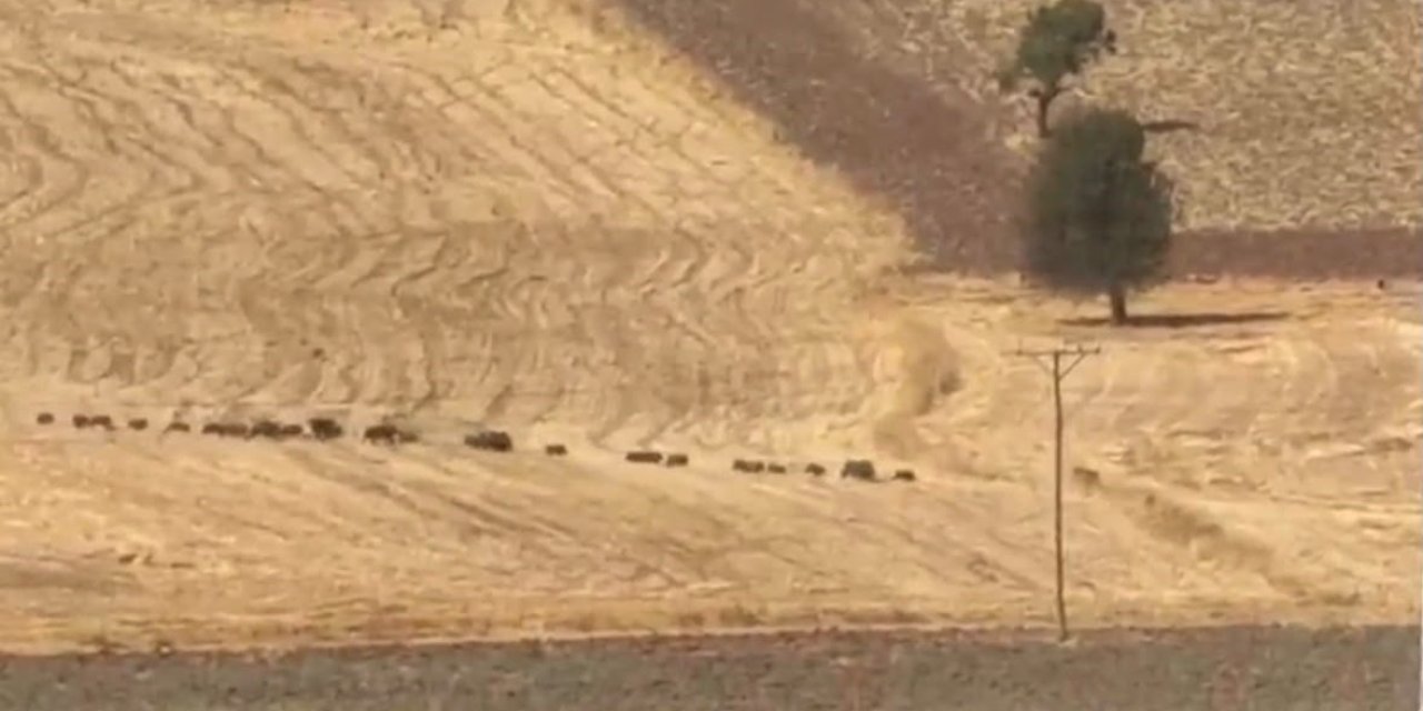 Tunceli’de domuz sürüsü görüntülendi